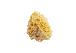 Natursvamp grovporig 5-8 cm