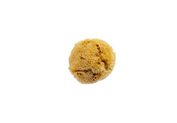 Natursvamp finporig 4-6 cm